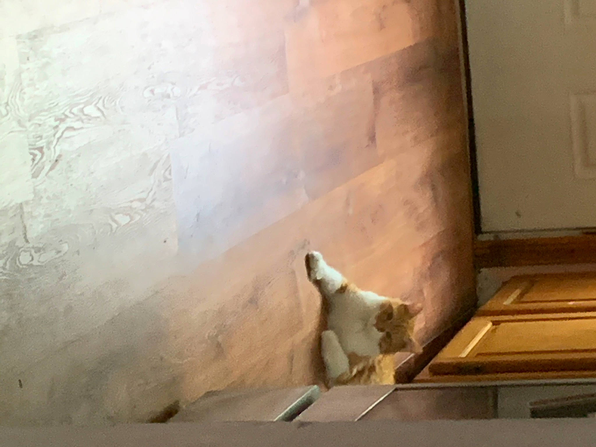 Pumpkin is registered to the contest to win money with this photo: art, cat, felidae, floor, flooring, plaster, room, wall, wood