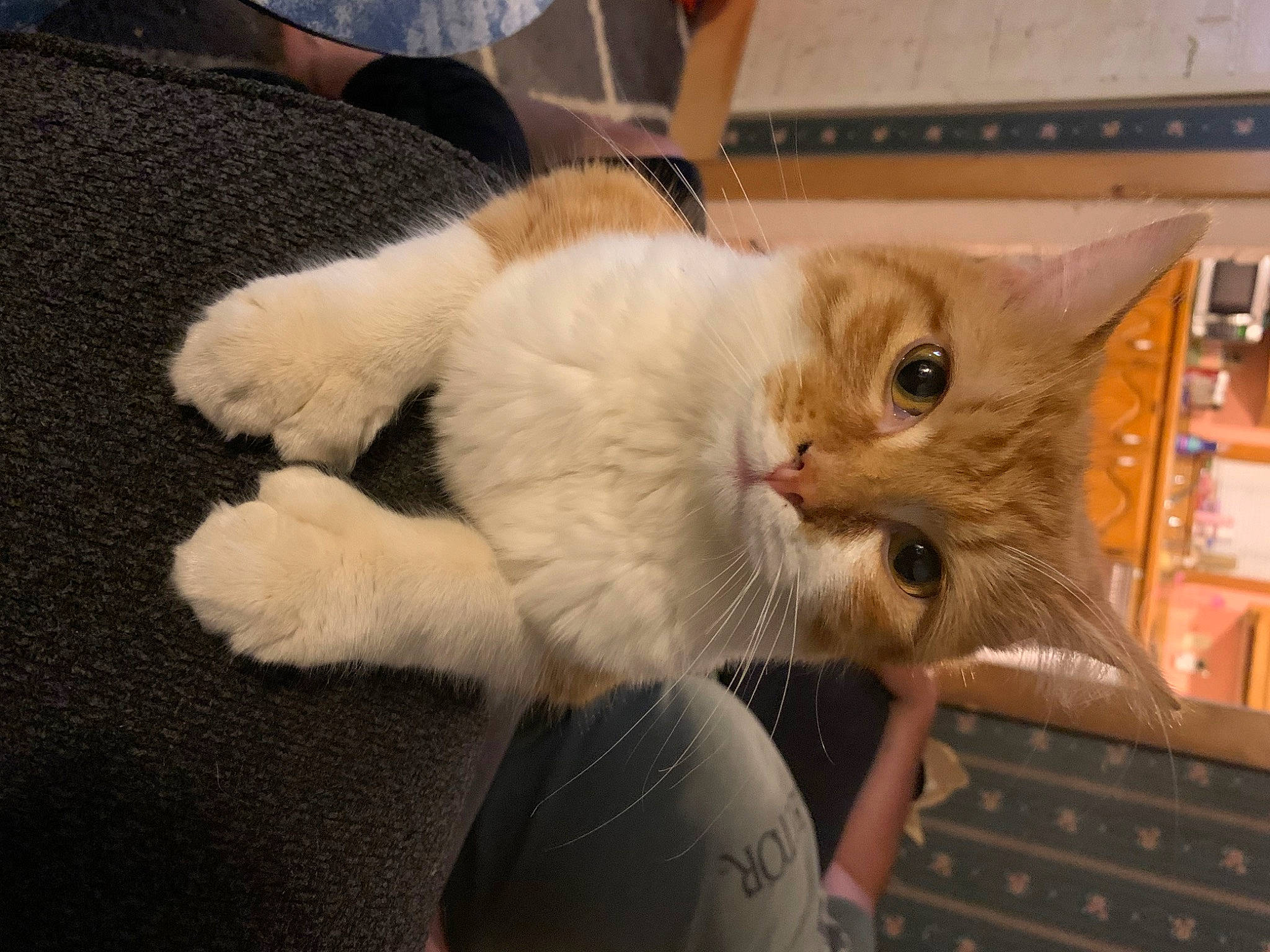 Pumpkin is registered to the contest to win money with this photo: aegean_cat, asian, british_semi_longhair, carnivore, cat, claw, domestic_long_haired_cat, domestic_short_haired_cat, fawn, felidae, fur, kitten, mammal, ojos_azules, paw, polydactyl_cat, ragamuffin, small_to_medium_sized_cats, turkish_van, whiskers