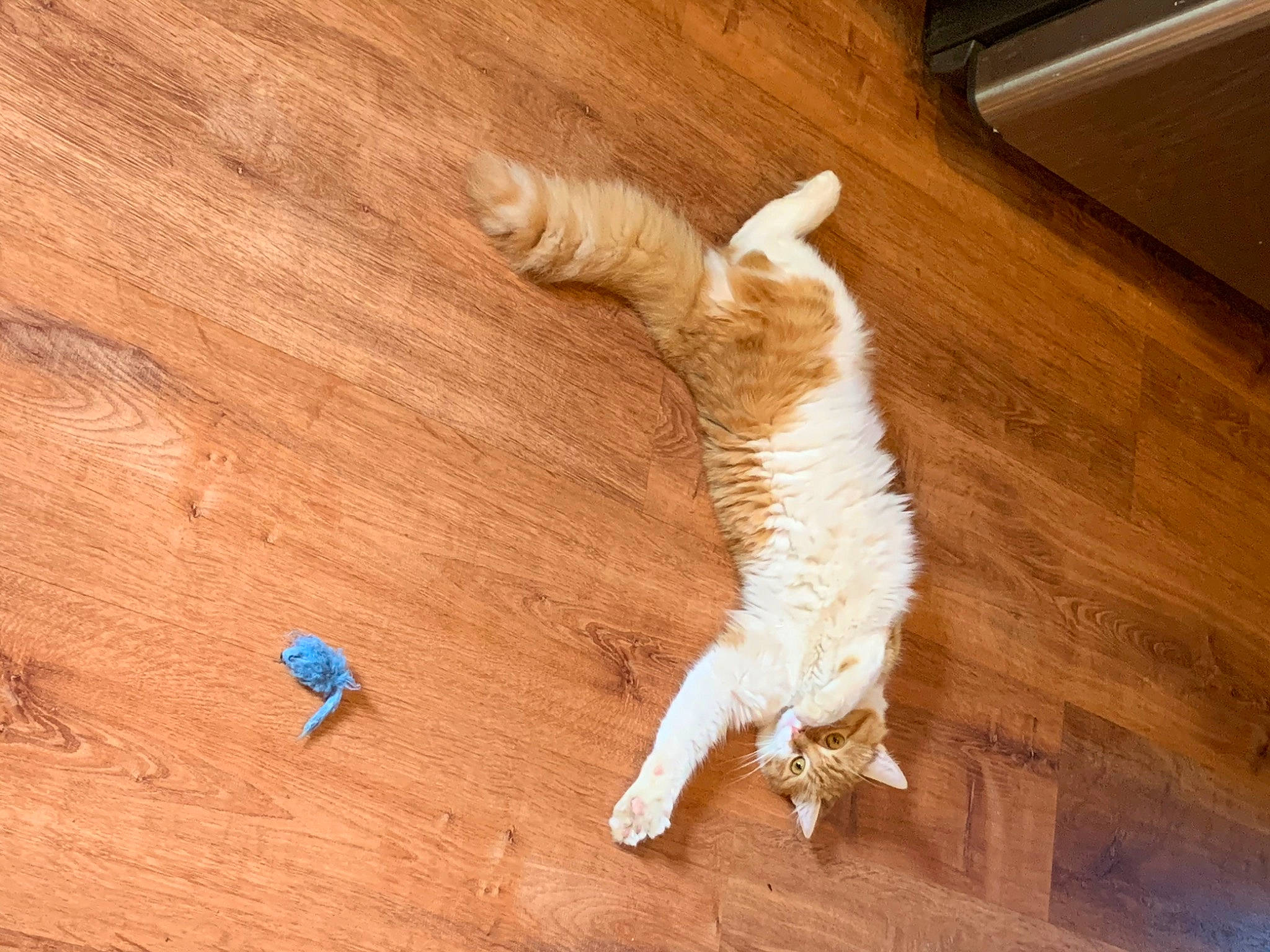 Pumpkin joined the competition — help win amazing prizes! canidae, carnivore, cat, claw, fawn, felidae, floor, flooring, fur, hardwood, laminate_flooring, paw, play, small_to_medium_sized_cats, sporting_group, tail, whiskers, wood, wood_flooring