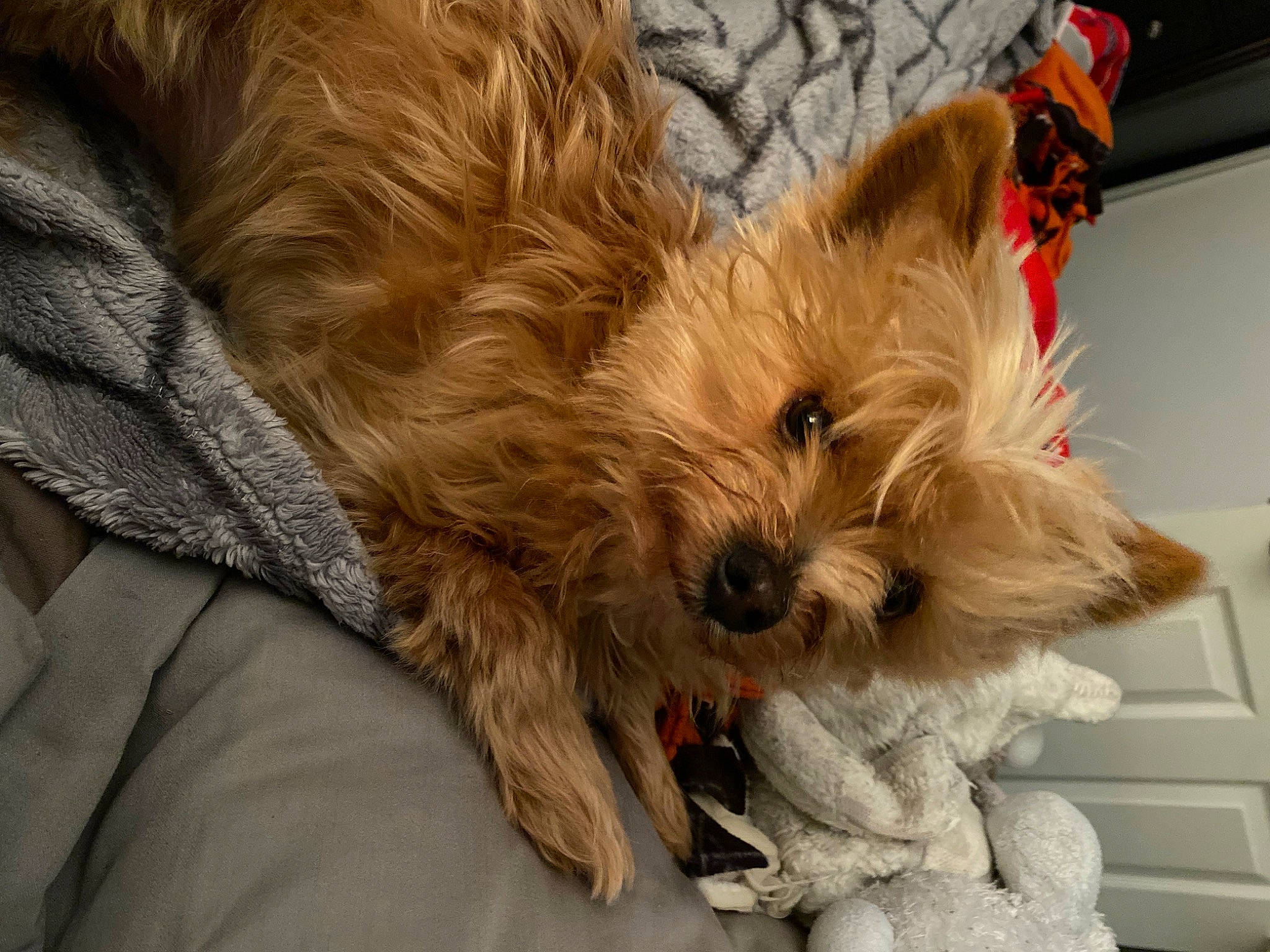 Toby joined the competition — help win amazing prizes! biewer_terrier, canidae, carnivore, companion_dog, dog, dog_breed, dog_supply, fawn, fur, liver, small_terrier, snout, sporting_group, terrestrial_animal, terrier, toy_dog, whiskers, working_animal, yorkipoo, yorkshire_terrier