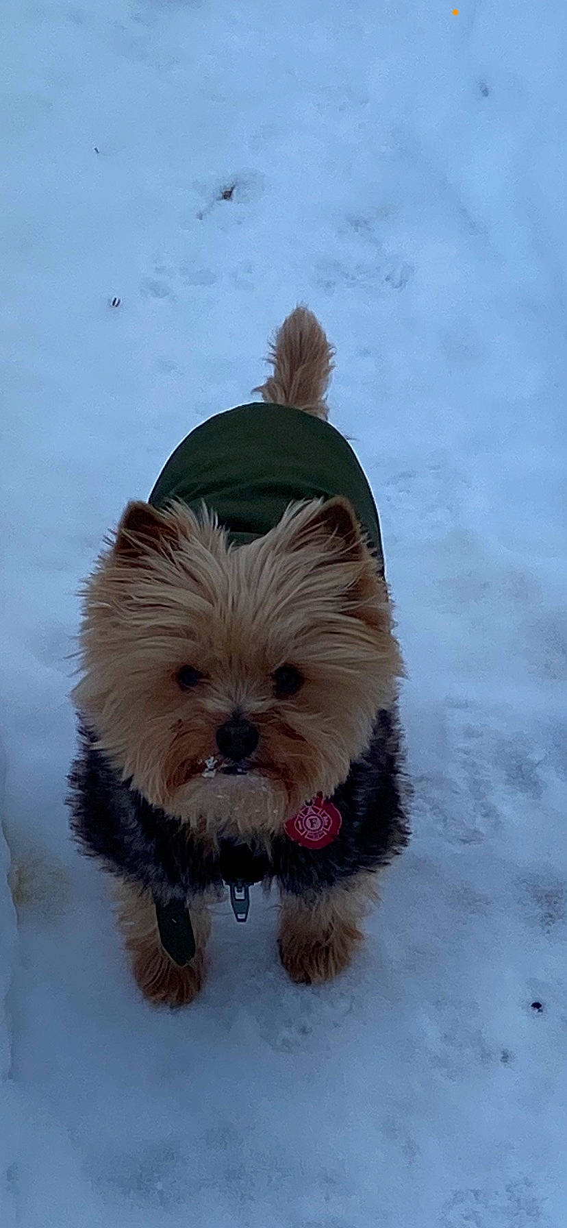 Toby joined the competition — help win amazing prizes! biewer_terrier, canidae, carnivore, companion_dog, dog, dog_breed, dog_supply, fawn, fur, liver, mammal, pet_supply, small_terrier, snout, snow, sporting_group, terrier, toy_dog, winter, working_animal