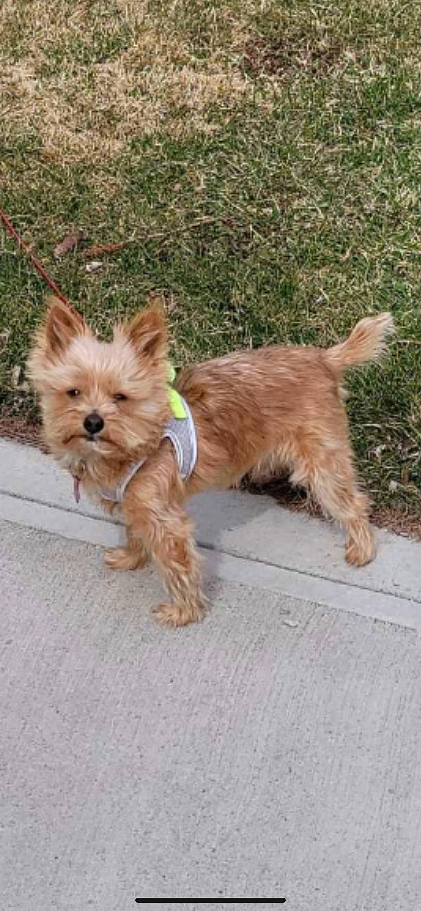 Toby joined the competition — help win amazing prizes! canidae, carnivore, collar, companion_dog, dog, dog_breed, dog_collar, dog_supply, fashion_accessory, fawn, liver, small_terrier, snout, sporting_group, terrier, toy_dog, working_animal, working_terrier, yorkipoo, yorkshire_terrier