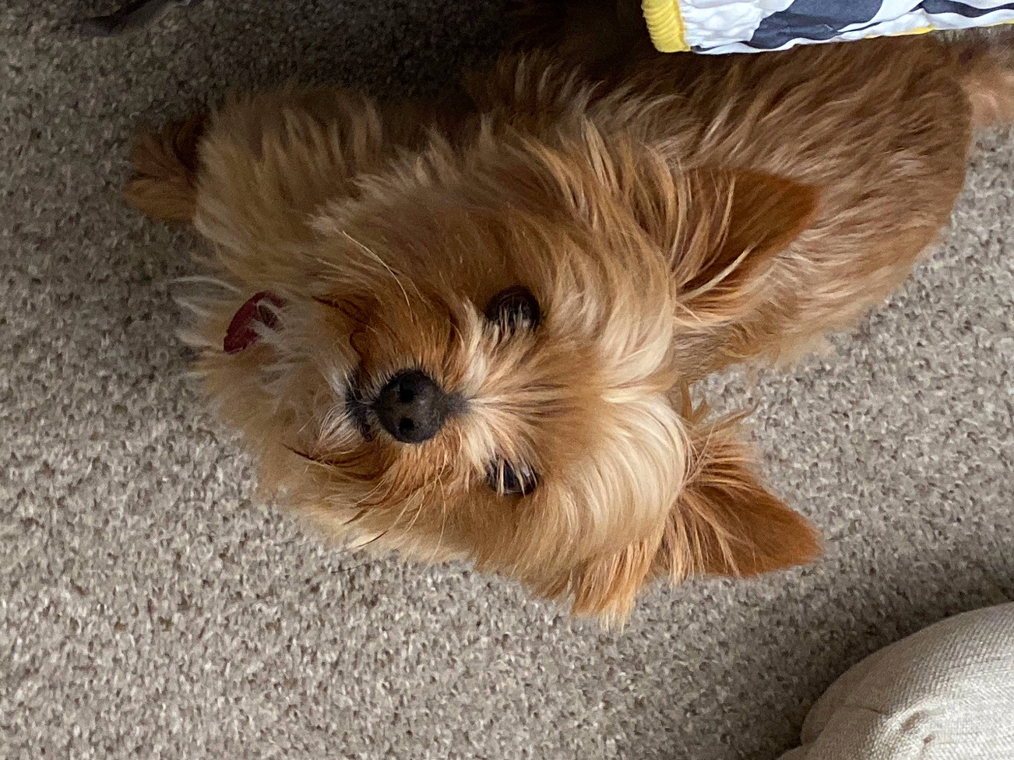 Toby joined the competition — help win amazing prizes! biewer_terrier, canidae, carnivore, companion_dog, dog, dog_breed, dog_supply, fawn, fur, liver, maltepoo, small_terrier, snout, sporting_group, terrestrial_animal, terrier, toy_dog, whiskers, working_animal, yorkipoo