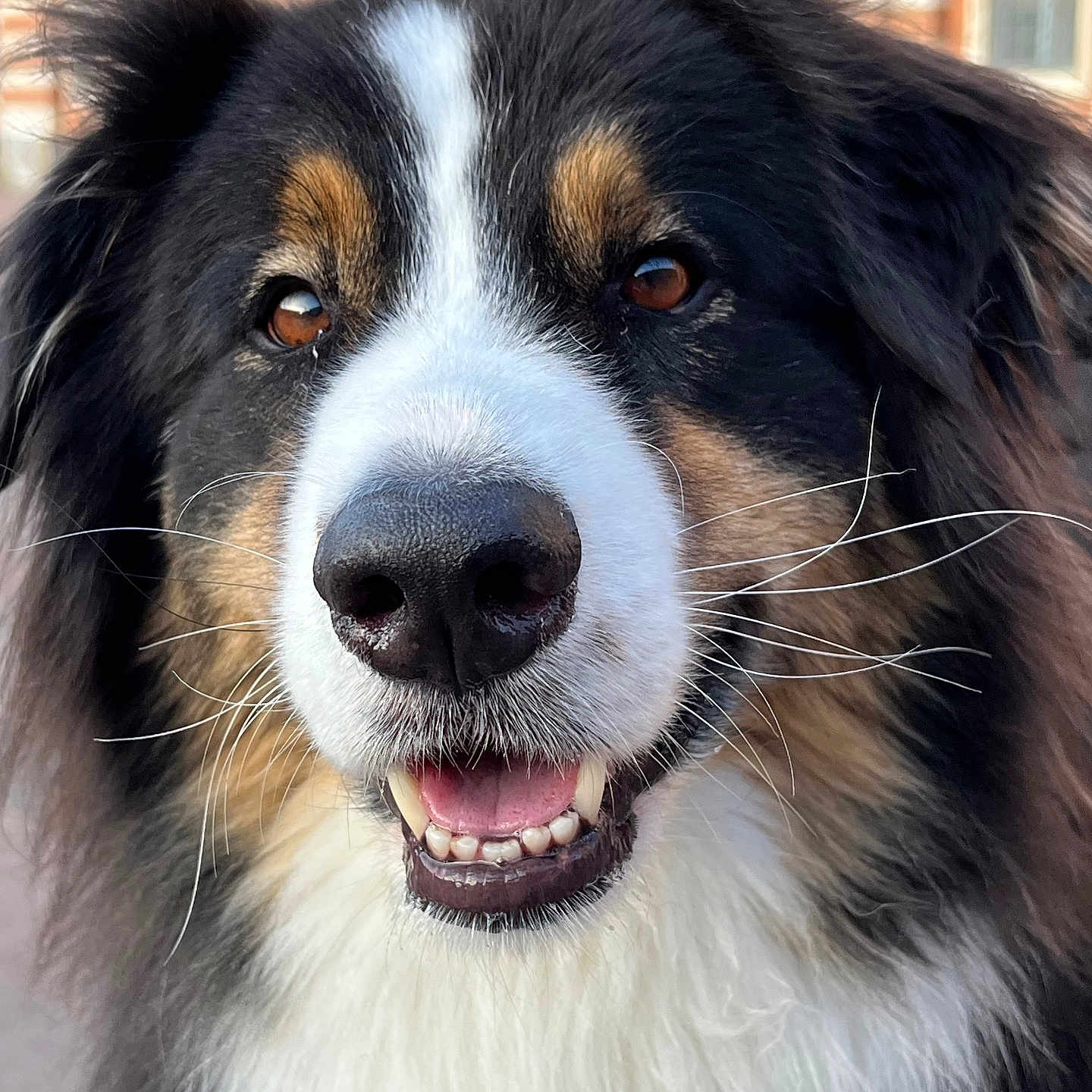 River participe au concours pour gagner de l'argent avec cette photo : dog, close_up, portrait, smiling, fluffy, black, white, brown, fur, nose, whiskers, teeth, ears, outdoor, building, window, happy, pet, animal, canine