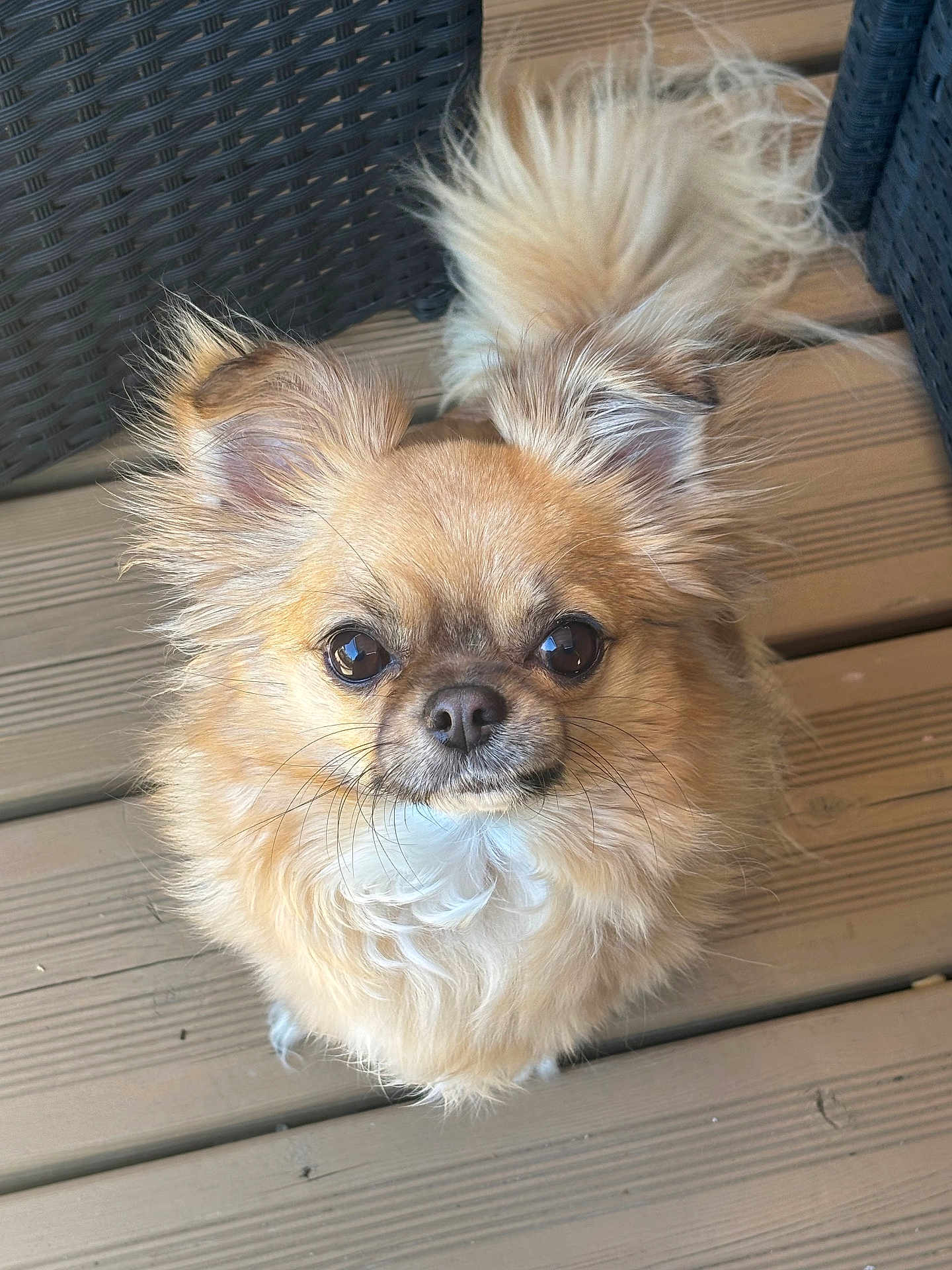 Bingo participe au concours pour gagner de l'argent avec cette photo : dog, small_dog, fluffy, ears, tail, wooden_deck, wicker_furniture, pet, animal, cute, curious, outdoor, brown_fur, white_fur, close_up, portrait, looking_up, friendly, companion, domestic_animal