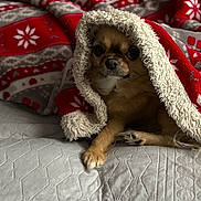 Bingo participe au concours pour gagner de l'argent avec cette photo : dog, blanket, bed, cozy, cute, pet, fur, indoor, resting, snug, quilt, red, white, gray, pattern, paw, small_dog, animal, warm, comfort