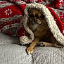 dog, blanket, bed, cozy, cute, pet, fur, indoor, resting, snug, quilt, red, white, gray, pattern, paw, small_dog, animal, warm, comfort