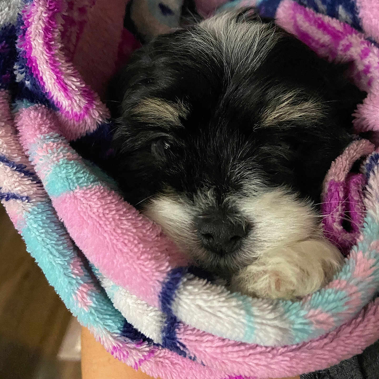 Bbamgyu joined the competition — help win amazing prizes! animal, blanket, canine, cat, dog, kitten, person, pet, puppy, quilt, sleeping, terrier, towel