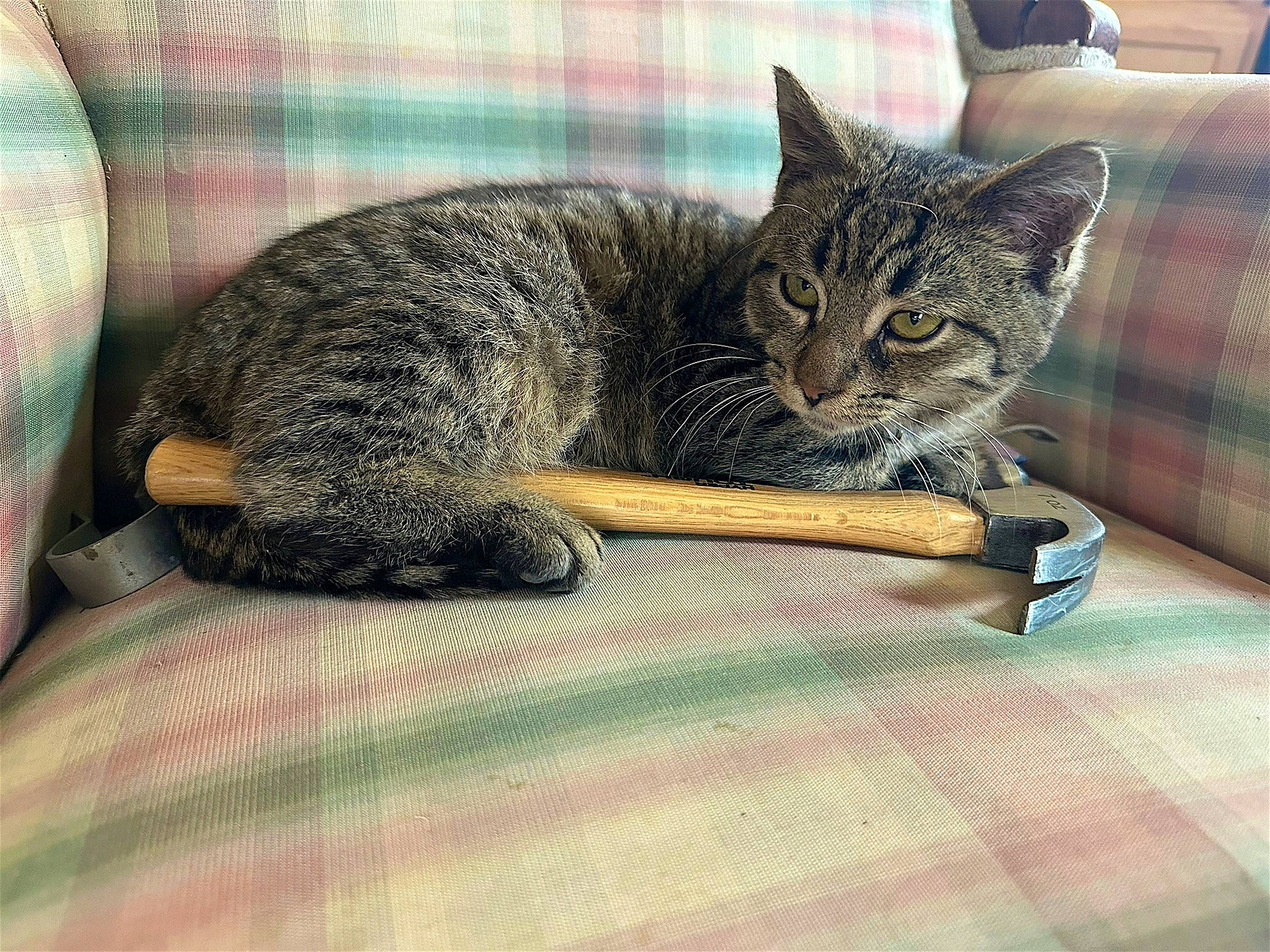 Noodles is registered to the contest to win money with this photo: carnivore, cat, claw, comfort, couch, domestic_short_haired_cat, felidae, fur, grey, metal, nap, paw, sitting, small_to_medium_sized_cats, snout, tail, tartan, terrestrial_animal, tree, whiskers