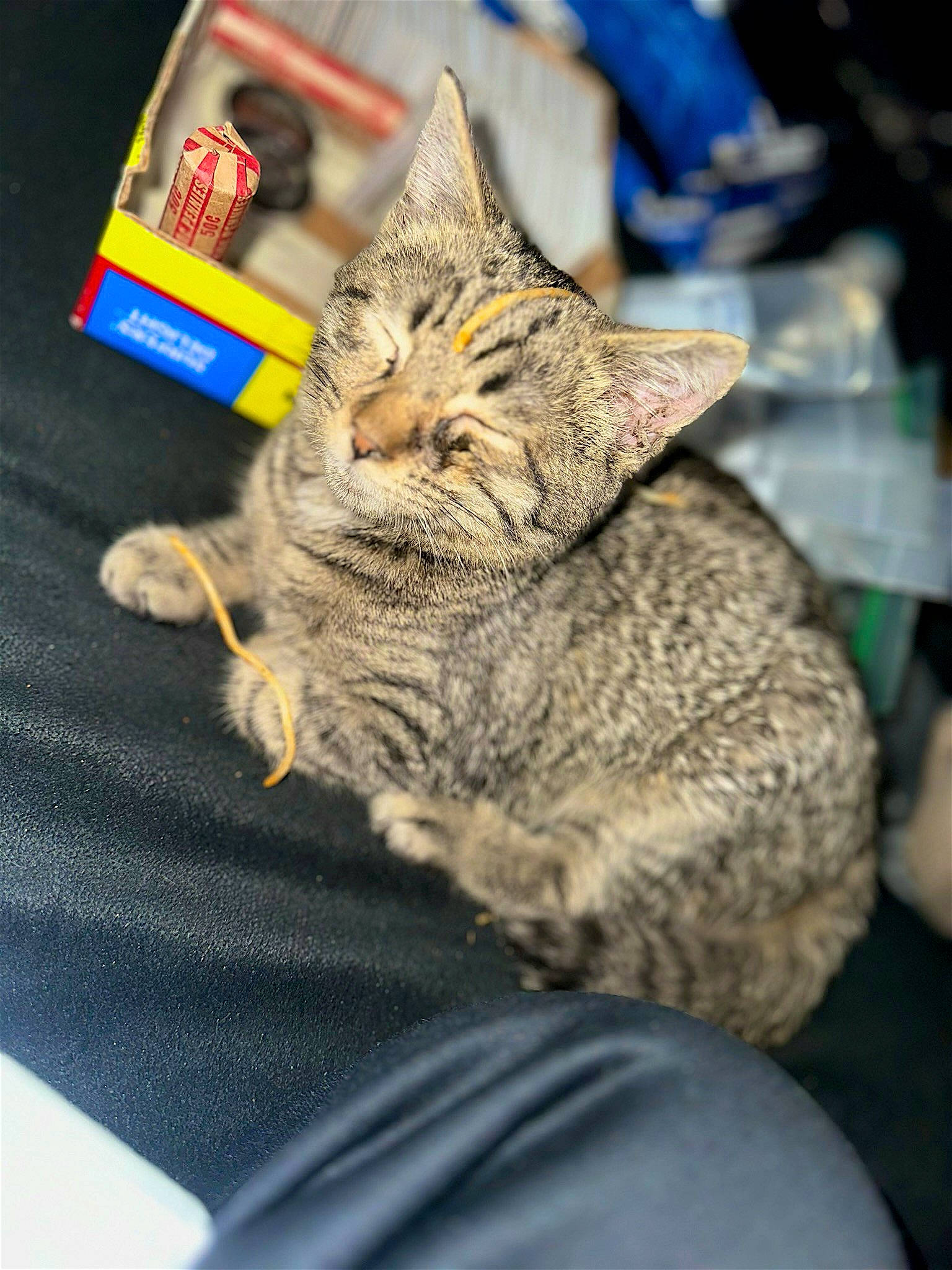 Noodles is registered to the contest to win money with this photo: art, carnivore, cat, claw, comfort, domestic_short_haired_cat, felidae, fur, nap, paw, small_to_medium_sized_cats, snout, terrestrial_animal, whiskers