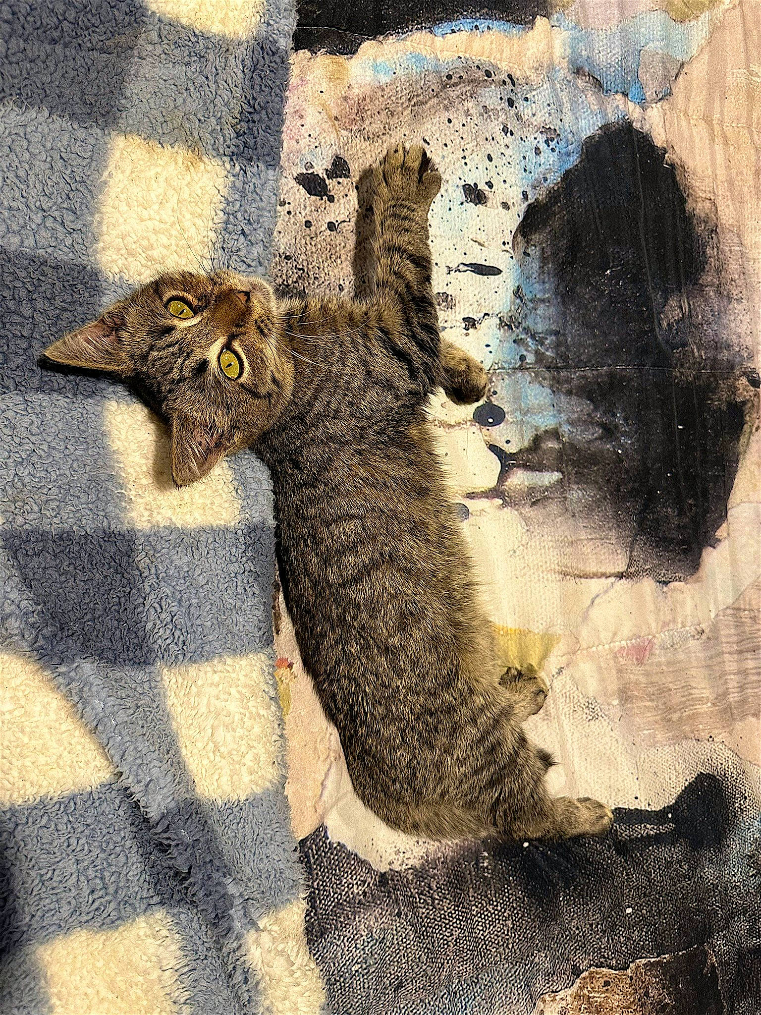 Noodles joined the competition — help win amazing prizes! art, carnivore, cat, drawing, felidae, font, illustration, painting, pattern, road_surface, shadow, small_to_medium_sized_cats, snout, tail, terrestrial_animal, tints_and_shades, trunk, visual_arts, whiskers, wood