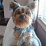 Missy is registered to the contest to win money with this photo: blanket, candle, couch, curtain, dog, ears, eyes, face, fur, indoor, lamp, living_room, looking, natural_light, pet, side_table, small_dog, standing, window, yorkshire_terrier