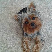 Missy is registered to the contest to win money with this photo: adorable, animal, black_fur, brown_fur, canine, carpet, curious, cute, dog, ears, face, fluffy, fur, indoor, laying, looking_up, pet, portrait, small_dog, yorkshire_terrier