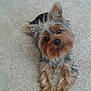 adorable, animal, black_fur, brown_fur, canine, carpet, curious, cute, dog, ears, face, fluffy, fur, indoor, laying, looking_up, pet, portrait, small_dog, yorkshire_terrier