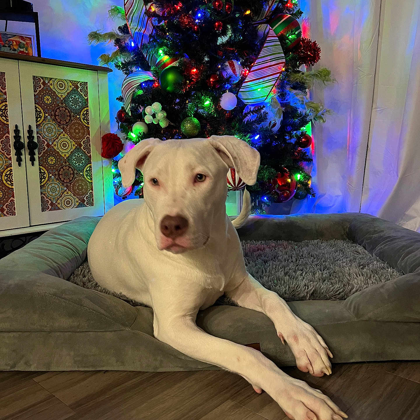 Bear is registered to the contest to win money with this photo: animal, architecture, building, canine, christmas, christmasdecorations, christmastree, couch, dog, dogbed, festival, furniture, hardwood, indoors, livingroom, pet, pointer, puppy, room, wood