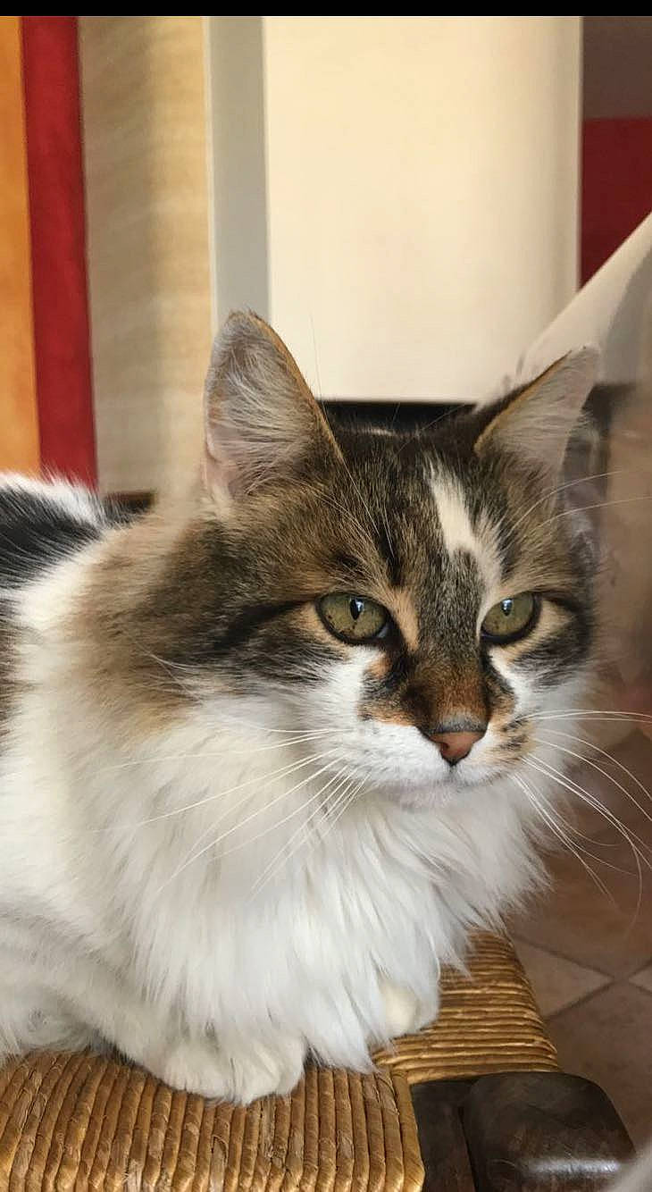 Diamant a rejoint le concours — aidez-le/la à gagner de superbes lots ! carnivore, cat, felidae, fur, mammal, small_to_medium_sized_cats, snout, vertebrate, whiskers