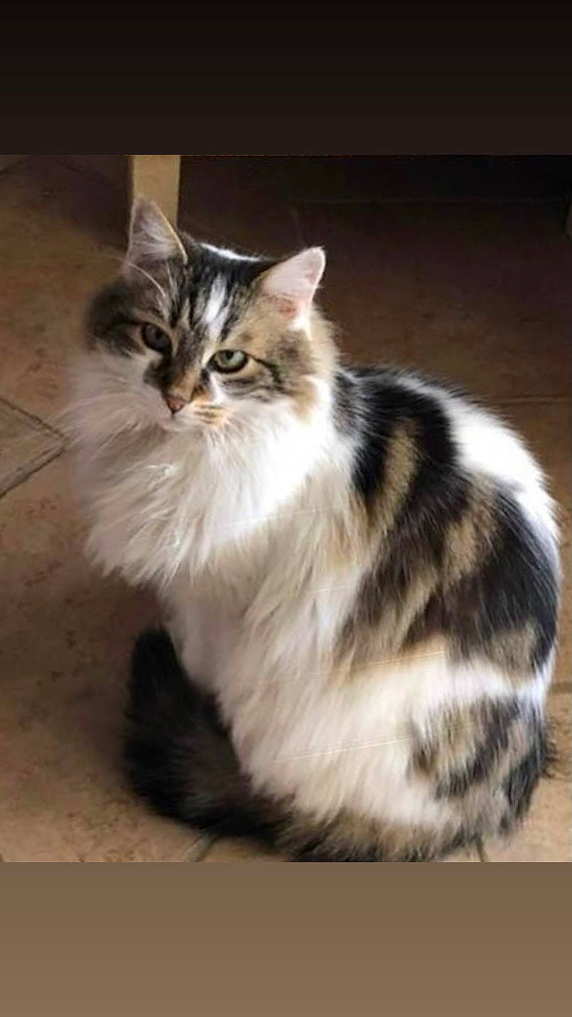 Diamant a rejoint le concours — aidez-le/la à gagner de superbes lots ! beige, british_semi_longhair, brown, carnivore, cat, domestic_long_haired_cat, fawn, felidae, floor, flooring, fur, iris, small_to_medium_sized_cats, snout, tail, terrestrial_animal, vertebrate, whiskers