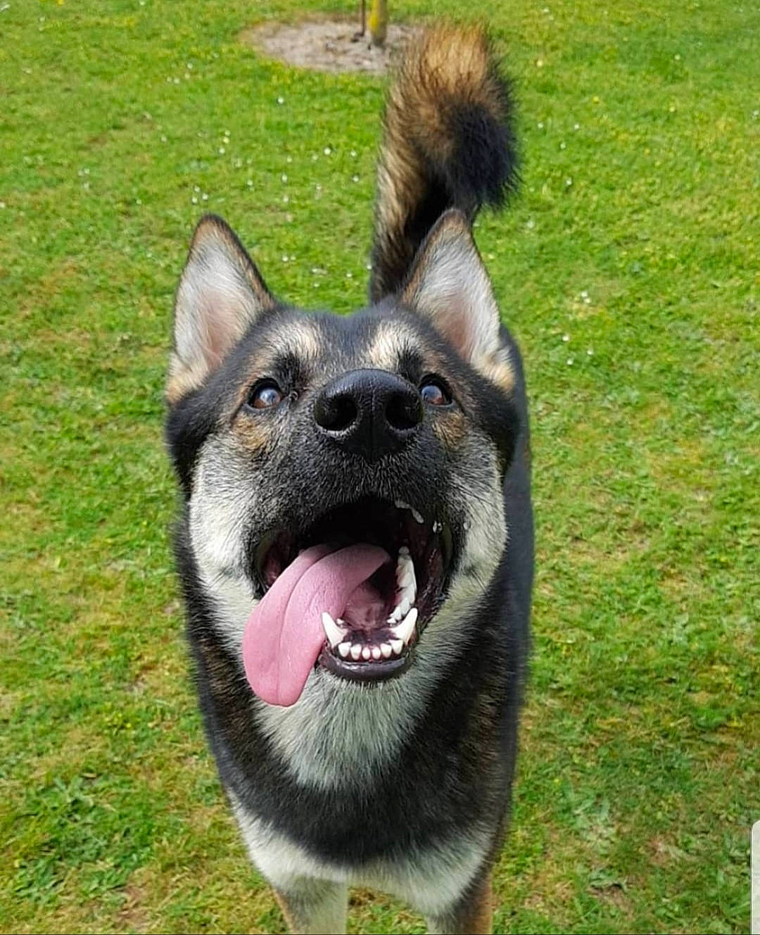 Darko participe au concours pour gagner de l'argent avec cette photo : ancient_dog_breeds, canidae, carnivore, collar, companion_dog, dog, dog_breed, east_european_shepherd, fang, foot, fur, grass, herding_dog, non_sporting_group, sporting_group, terrestrial_animal, whiskers, working_animal, working_dog