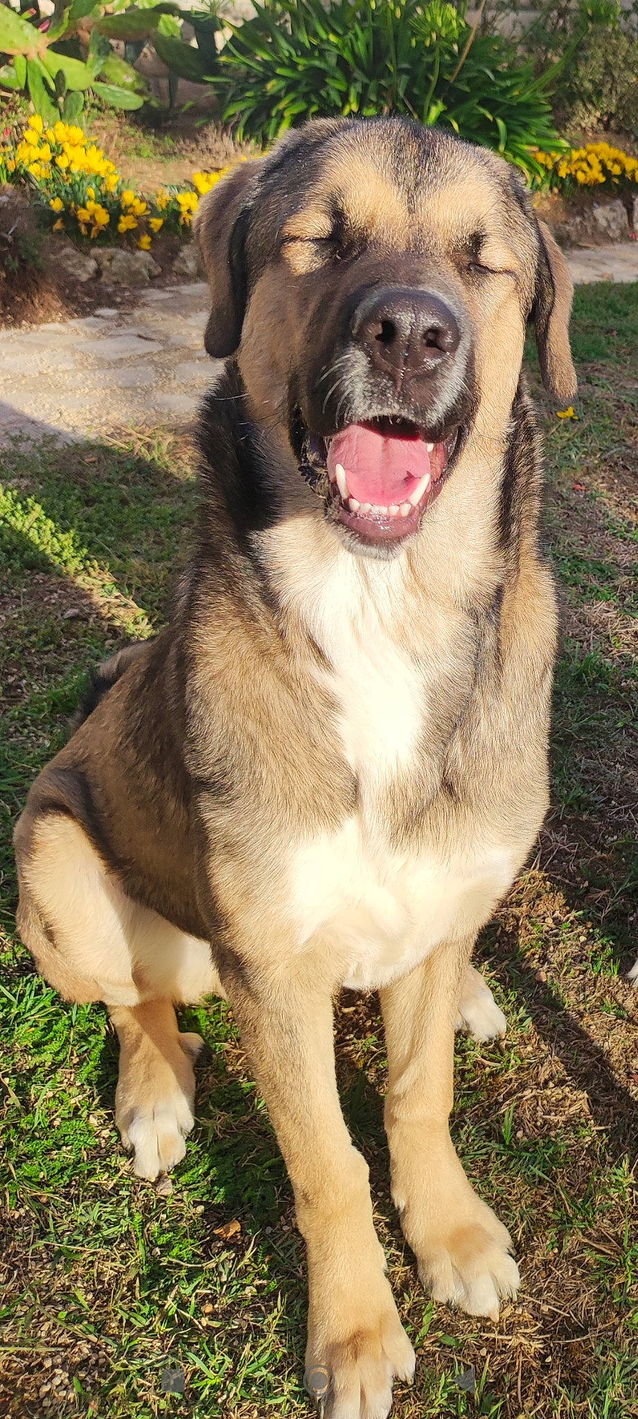 Toy a rejoint le concours — aidez-le/la à gagner de superbes lots ! ancient_dog_breeds, canidae, carnivore, collar, companion_dog, dog, dog_breed, dog_collar, fang, fawn, fur, grass, leash, pet_supply, plant, sporting_group, terrestrial_animal, whiskers, working_animal, working_dog