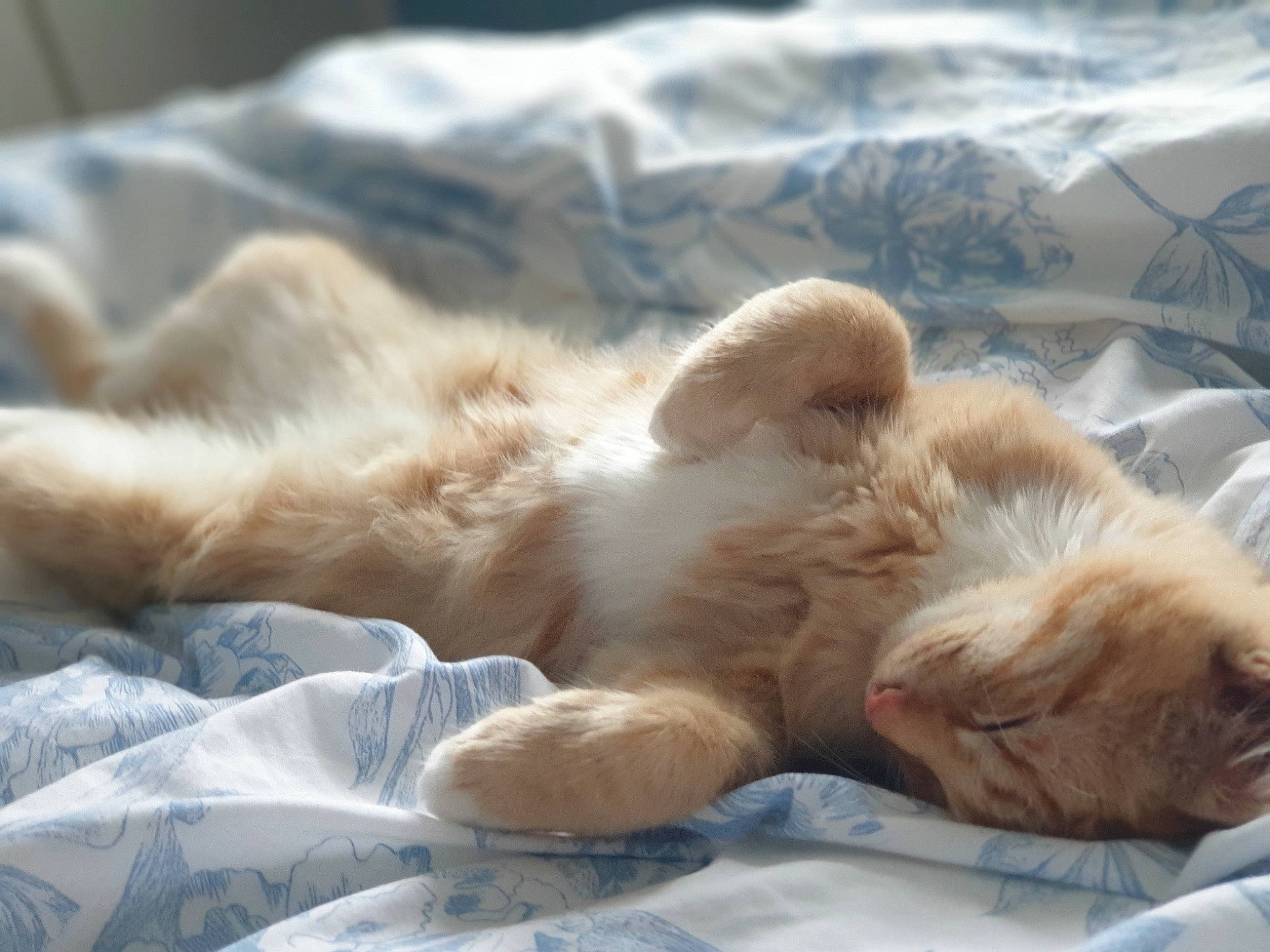 Hobbs is registered to the contest to win money with this photo: bedtime, canidae, carnivore, cat, claw, comfort, companion_dog, dog_breed, fawn, felidae, fur, liver, nap, paw, puppy, small_to_medium_sized_cats, sporting_group, tail, terrestrial_animal, whiskers