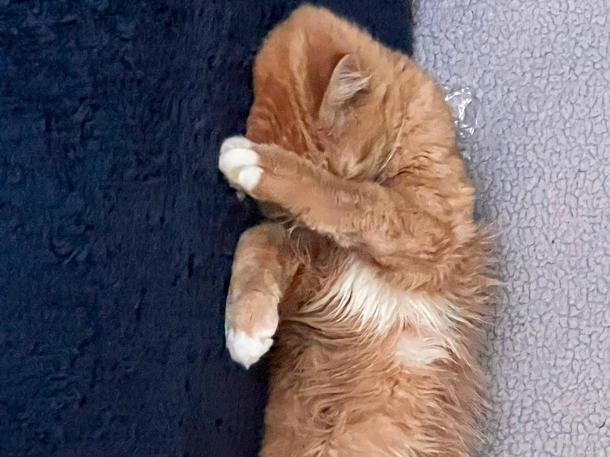 Hobbs joined the competition — help win amazing prizes! canidae, carnivore, cat, claw, comfort, companion_dog, dog_breed, ear, fawn, felidae, fur, gesture, liver, paw, small_to_medium_sized_cats, snout, sporting_group, tail, whiskers, wood