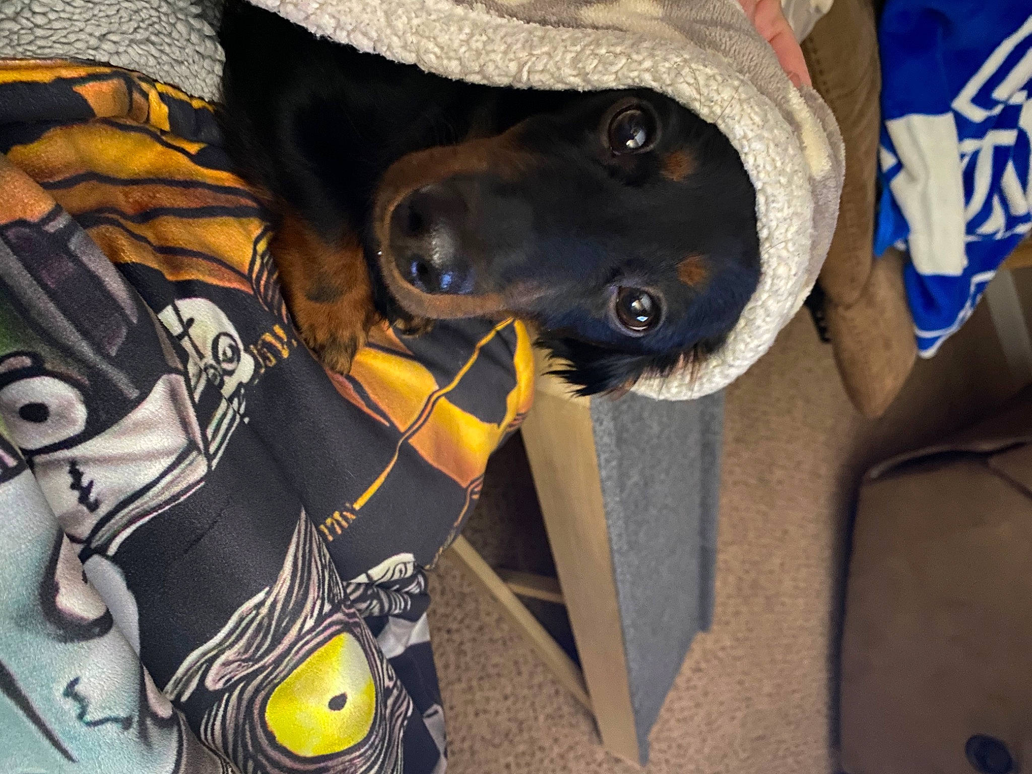 Gunner is registered to the contest to win money with this photo: canidae, carnivore, collar, companion_dog, dog, dog_breed, electric_blue, fashion_accessory, fawn, fur, guard_dog, personal_protective_equipment, snout, sporting_group, working_animal, working_dog