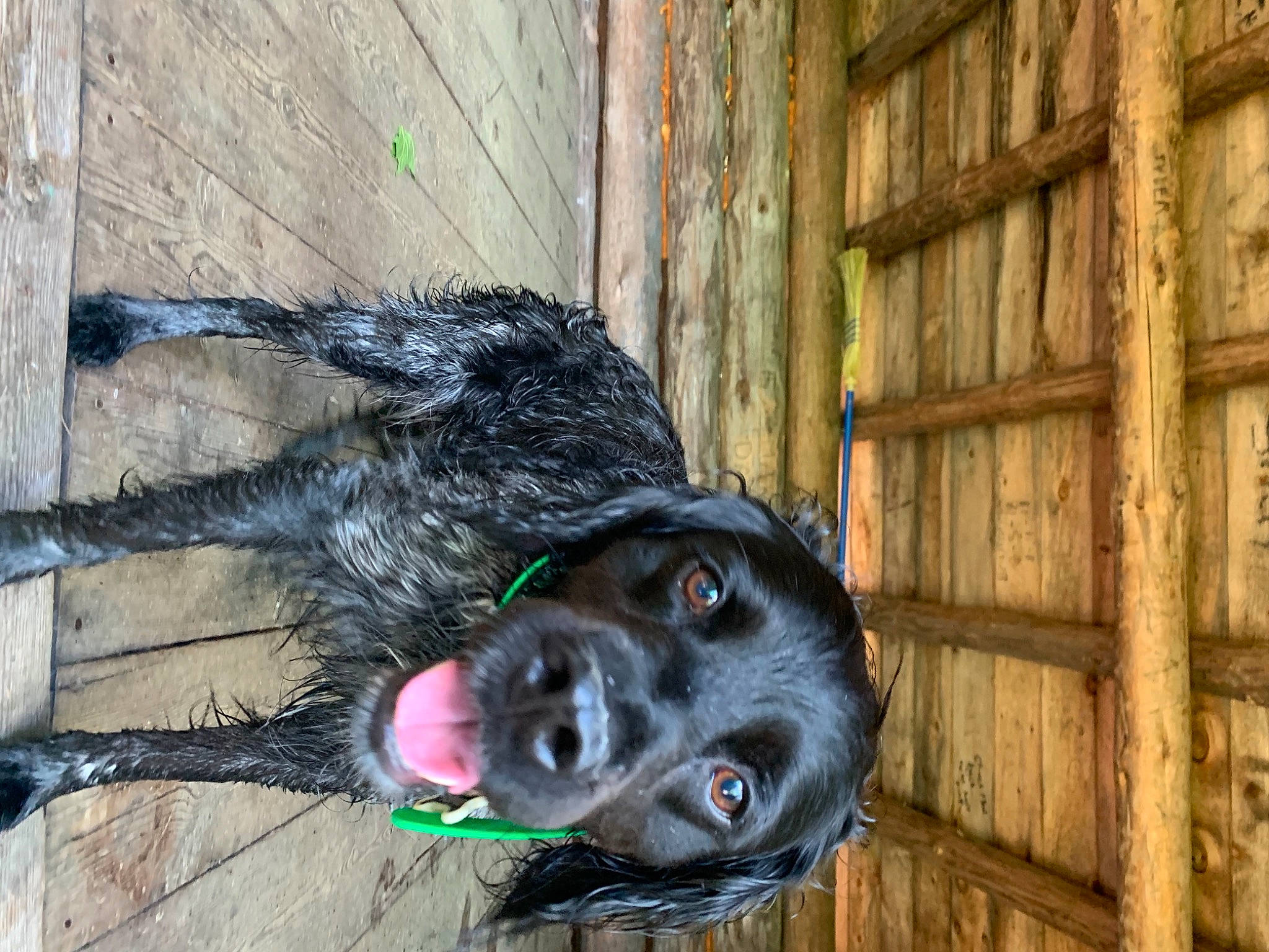 Judge is registered to the contest to win money with this photo: art, canidae, carnivore, companion_dog, dog, dog_breed, door, foot, fur, hardwood, liver, plank, retriever, sculpture, snout, sporting_group, tail, terrestrial_animal, wood, working_animal