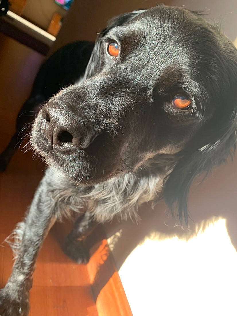 Judge joined the competition — help win amazing prizes! beagador, blue_picardy_spaniel, canidae, carnivore, dog, dog_breed, french_spaniel, german_shorthaired_pointer, hunting_dog, large_munsterlander, mammal, nose, pointer, rare_breed_dog, russian_spaniel, small_munsterlander, snout, spaniel, sporting_group, vertebrate