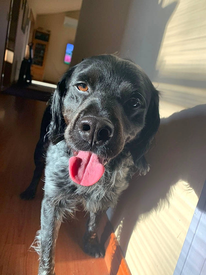 Judge is registered to the contest to win money with this photo: beagador, blue_picardy_spaniel, canidae, carnivore, companion_dog, dog, dog_breed, hunting_dog, mammal, nose, puppy, rare_breed_dog, snout, spaniel, sporting_group
