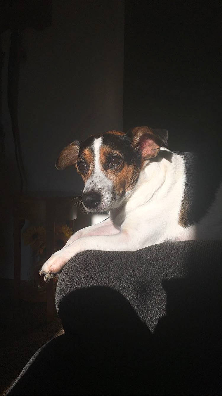 Jax is registered to the contest to win money with this photo: canidae, carnivore, comfort, companion_dog, couch, darkness, dog, dog_breed, fur, sitting, sporting_group, whiskers