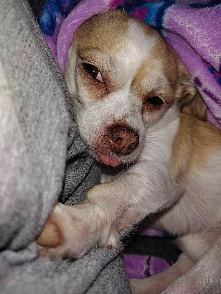 Gaspy is registered to the contest to win money with this photo: canidae, carnivore, comfort, companion_dog, dog, dog_breed, ear, fawn, fur, happy, hat, puppy_love, snout, sporting_group, street_dog, toy_dog, whiskers, working_animal