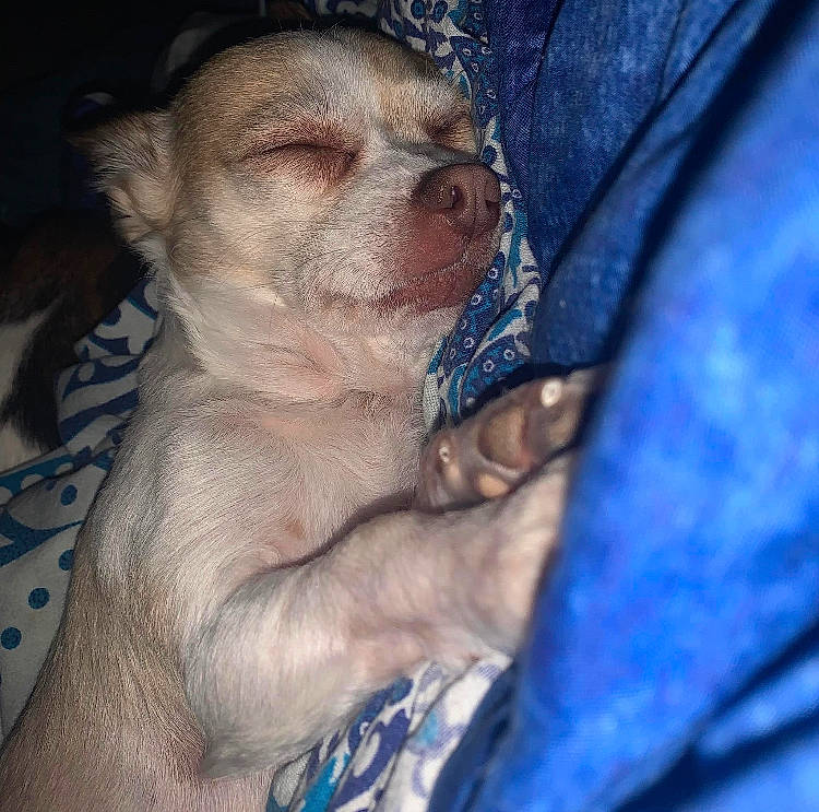 Gaspy joined the competition — help win amazing prizes! beard, blue, canidae, carnivore, chest, companion_dog, dog, dog_breed, electric_blue, facial_hair, fawn, flesh, fur, nail, paw, snout, sporting_group, toy_dog, whiskers, wrinkle