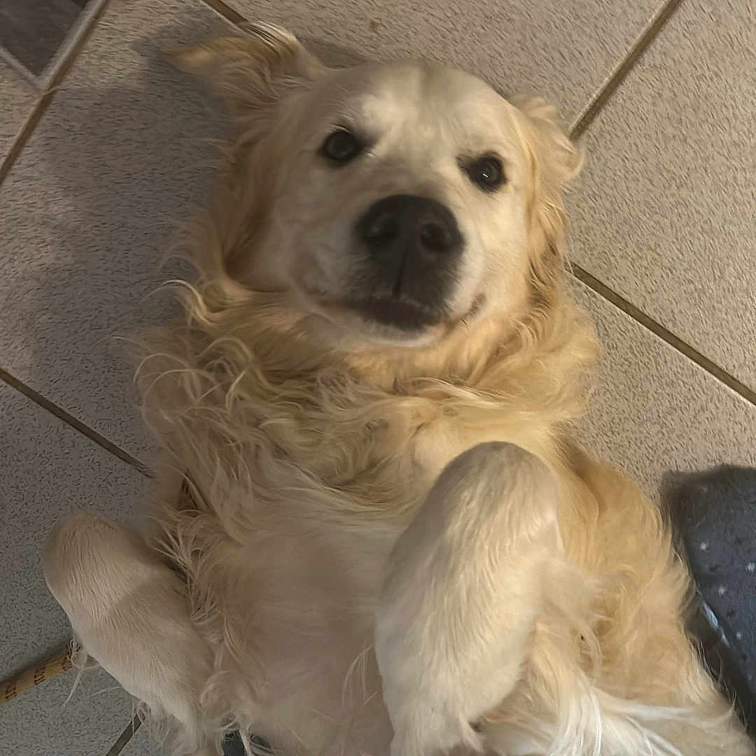 Golden participe au concours pour gagner de l'argent avec cette photo : dog, golden_retriever, lying_down, floor, tile_floor, pet, canine, indoor, relaxed, cute, fur, animal, paw, looking_up, companion, domestic, friendly, home, mammal, resting