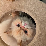 Timmy participe au concours pour gagner de l'argent avec cette photo : cat, fluffy, cream_colored, curious_eyes, cat_condo, cozy, indoor, pet, whiskers, fur, cute, animal, face, looking_up, round_opening, playful, feline, soft_texture, close_up, domestic_pet