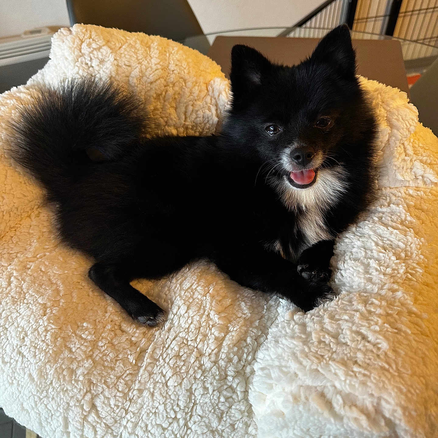 Vaiko participe au concours pour gagner de l'argent avec cette photo : animal, blackcat, blanket, canine, cat, chair, clothing, cockerspaniel, couch, cushion, dog, dogbed, furniture, homedecor, indoors, kitten, manx, papillon, pet, puppy