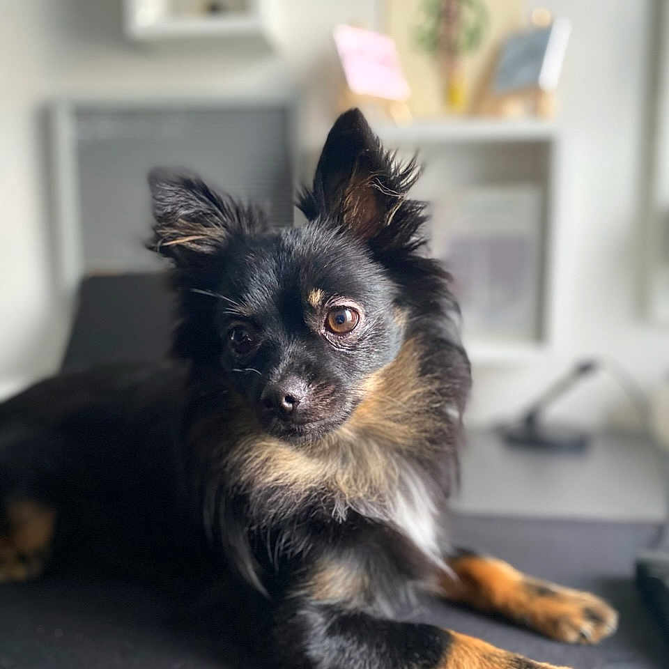 Vans participe au concours pour gagner de l'argent avec cette photo : affenpinscher, animal, architecture, building, canine, cat, chihuahua, cockerspaniel, desk, dog, furniture, indoors, interiordesign, livingroom, papillon, pet, puppy, room, table, terrier