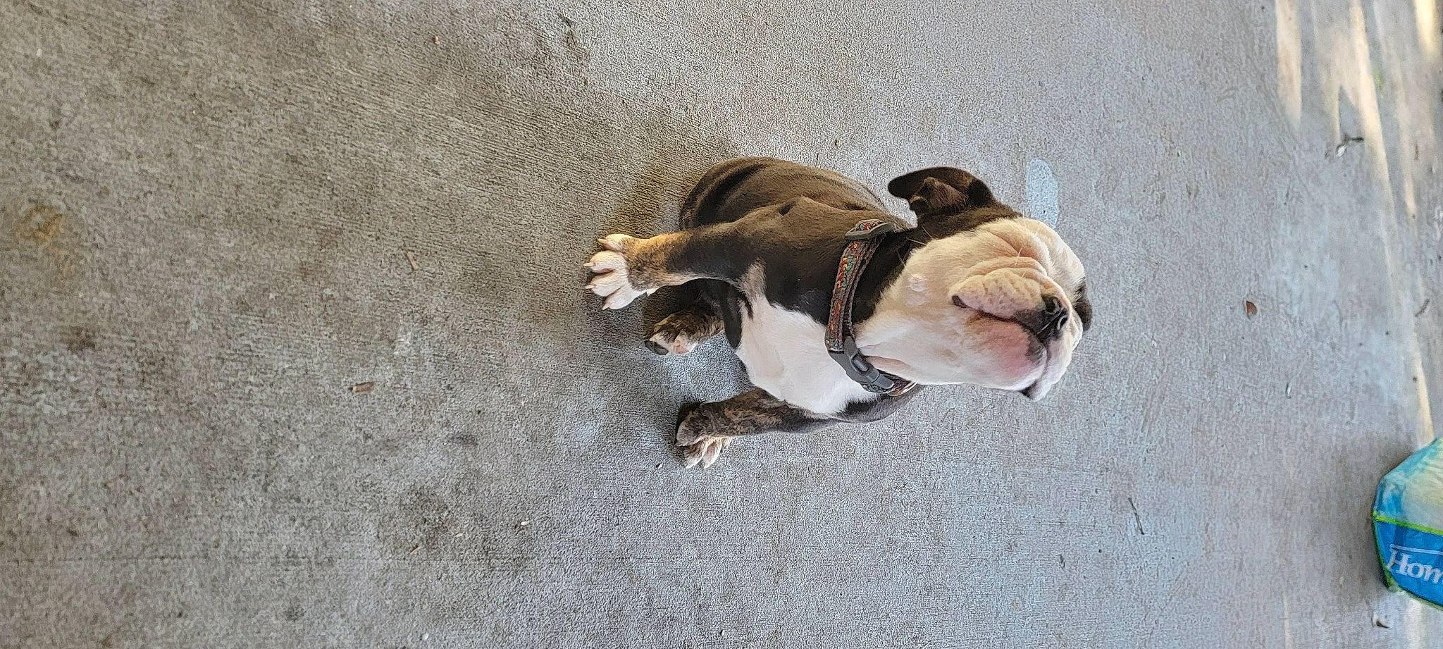 Gunner is registered to the contest to win money with this photo: asphalt, bulldog, canidae, carnivore, companion_dog, dog, dog_breed, fawn, fur, leash, liver, paw, road_surface, scent_hound, snout, sporting_group, tail, terrestrial_animal, toy_dog, working_animal