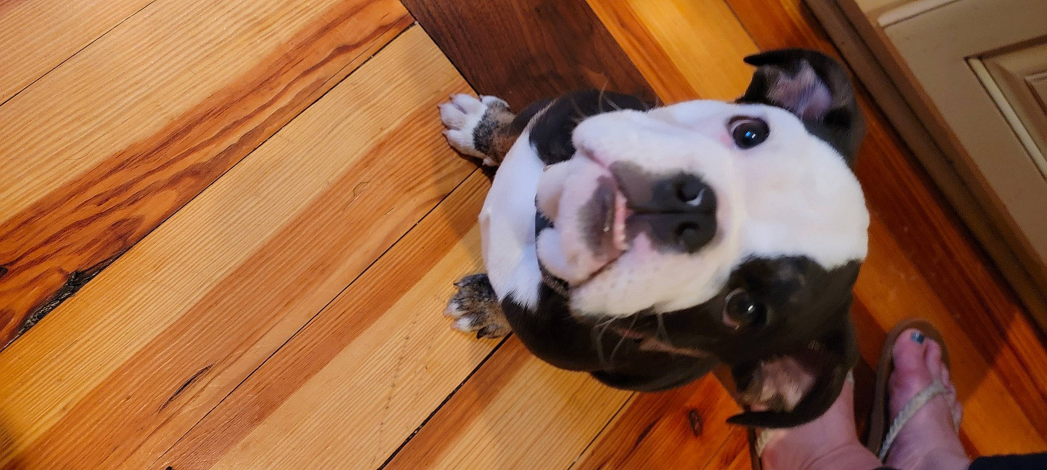 Gunner is registered to the contest to win money with this photo: carnivore, collar, companion_dog, dog, dog_breed, fawn, flooring, fur, hardwood, laminate_flooring, paw, plank, snout, sporting_group, toy, varnish, whiskers, wood, wood_stain, working_animal