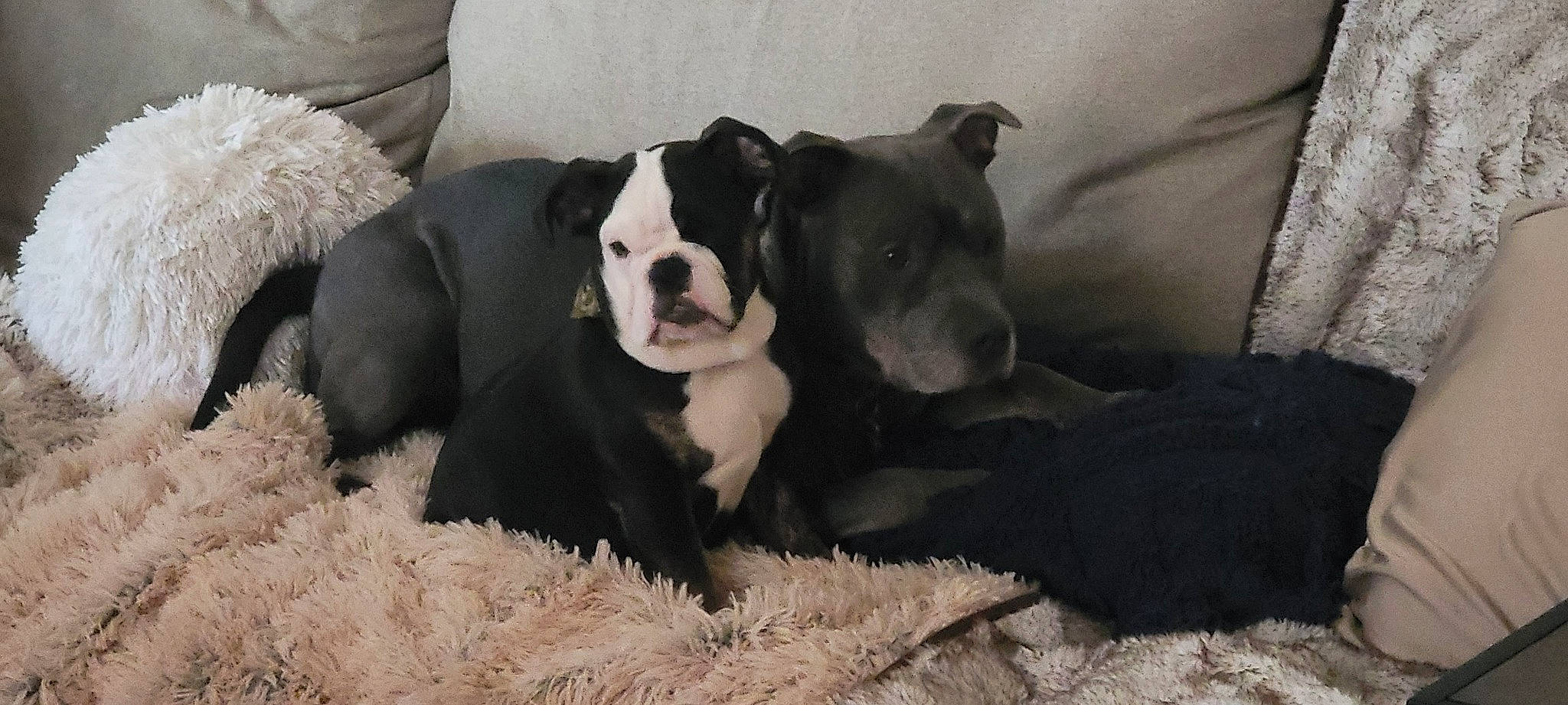 Gunner is registered to the contest to win money with this photo: bored, carnivore, comfort, companion_dog, dog, dog_breed, fawn, fur, grass, molosser, monochrome_photography, non_sporting_group, snout, sporting_group, terrestrial_animal, whiskers, working_animal, working_dog