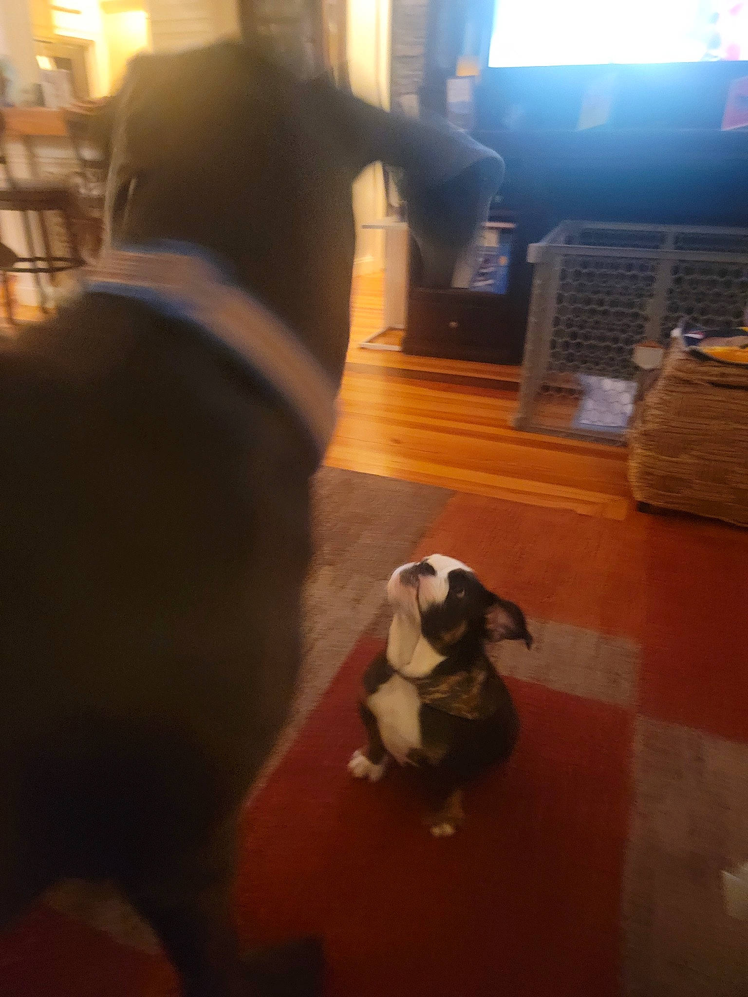 Gunner is registered to the contest to win money with this photo: canidae, carnivore, comfort, companion_dog, couch, dog, dog_breed, fawn, floor, flooring, fur, hardwood, laminate_flooring, light, snout, sporting_group, tail, window, wood, working_animal