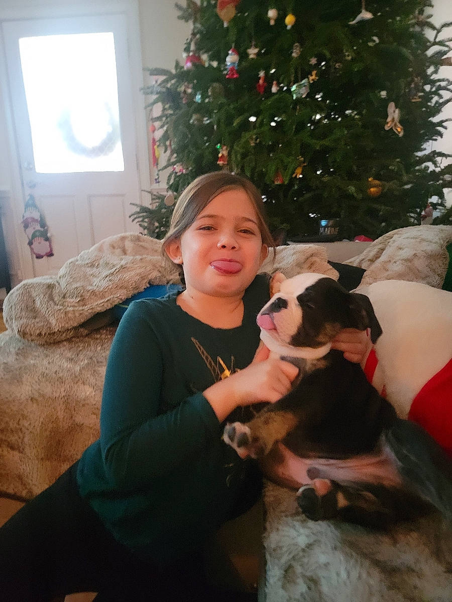 Gunner joined the competition — help win amazing prizes! carnivore, christmas, christmas_decoration, christmas_ornament, christmas_tree, companion_dog, couch, dog, dog_breed, event, fawn, fun, fur, happy, holiday, human_body, lap, ornament, tree, trunk