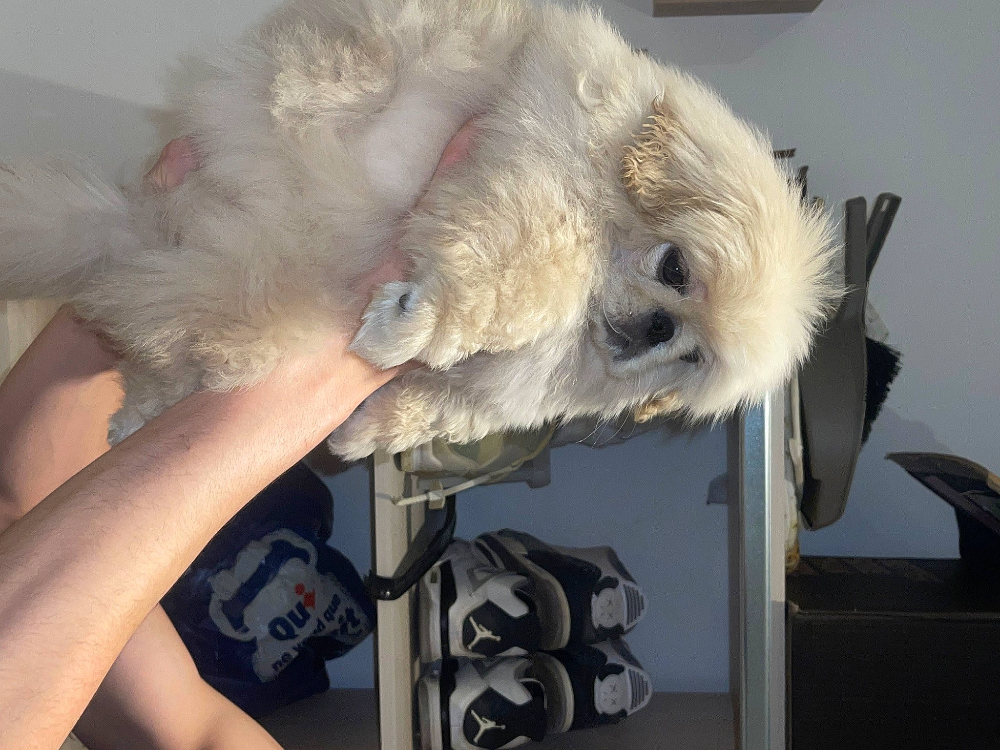 Arès participe au concours pour gagner de l'argent avec cette photo : canidae, carnivore, claw, companion_dog, dog_breed, fawn, feather, felidae, fur, nap, paw, small_to_medium_sized_cats, snout, sporting_group, tail, terrier, toy_dog, whiskers