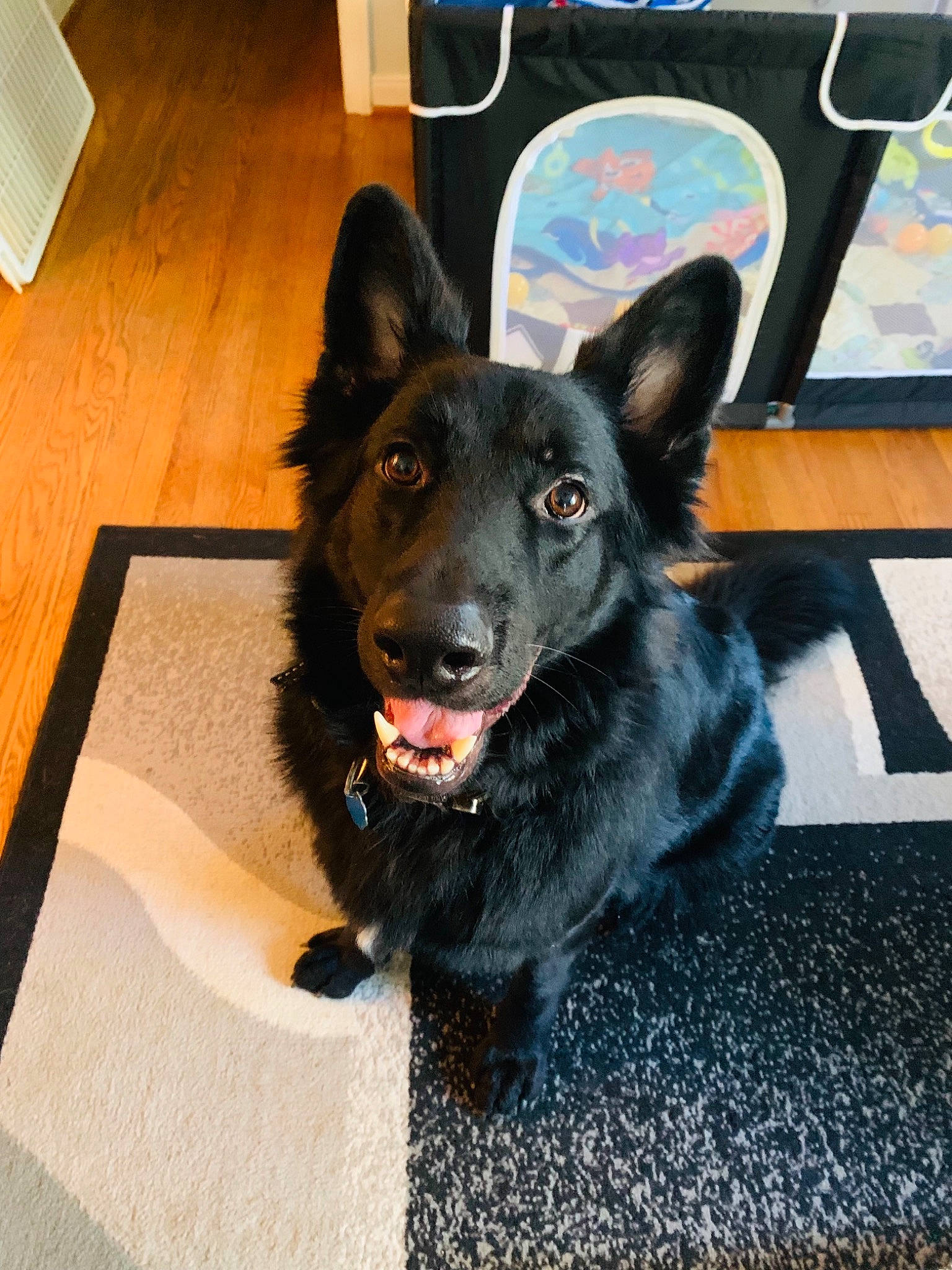 Deimos joined the competition — help win amazing prizes! canidae, carnivore, collar, companion_dog, dog, dog_breed, dog_collar, dog_supply, floor, flooring, foot, fur, guard_dog, hardwood, herding_dog, snout, sporting_group, tail, whiskers, working_dog