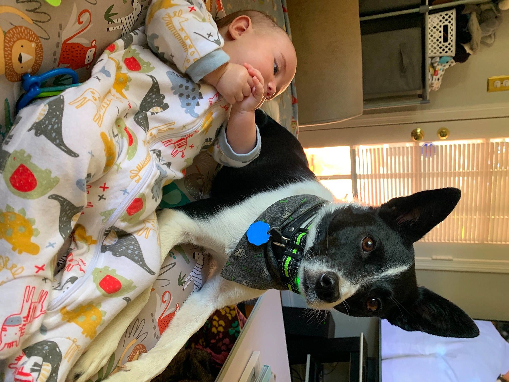 Deimos is registered to the contest to win money with this photo: baby, baby_toddler_clothing, canidae, carmine, carnivore, dog, dog_breed, event, fun, fur, happy, mammal, pajamas, room, sporting_group, stuffed_toy, t_shirt, toddler, toy, working_animal