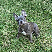 Lenny is registered to the contest to win money with this photo: dog, puppy, french_bulldog, grass, outdoor, pet, animal, canine, ears, sitting, greenery, nature, young, fur, cute, looking_up, portrait, small_dog, adorable, playful