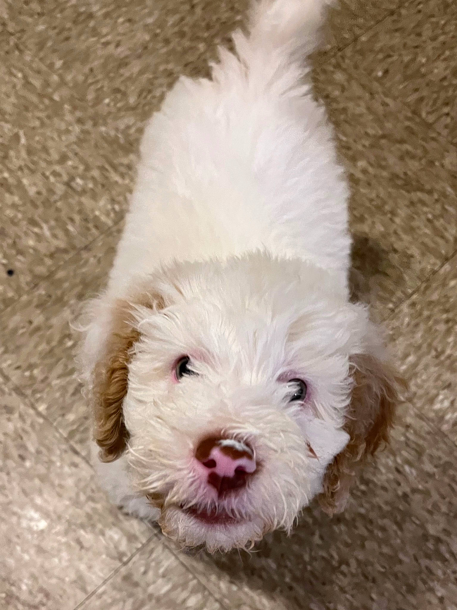 Link is registered to the contest to win money with this photo: canidae, carnivore, companion_dog, dog, dog_breed, fur, goldendoodle, labradoodle, liver, poodle, poodle_crossbreed, puppy_love, shih_poo, small_terrier, sporting_group, terrestrial_animal, terrier, toy_dog, water_dog, working_animal