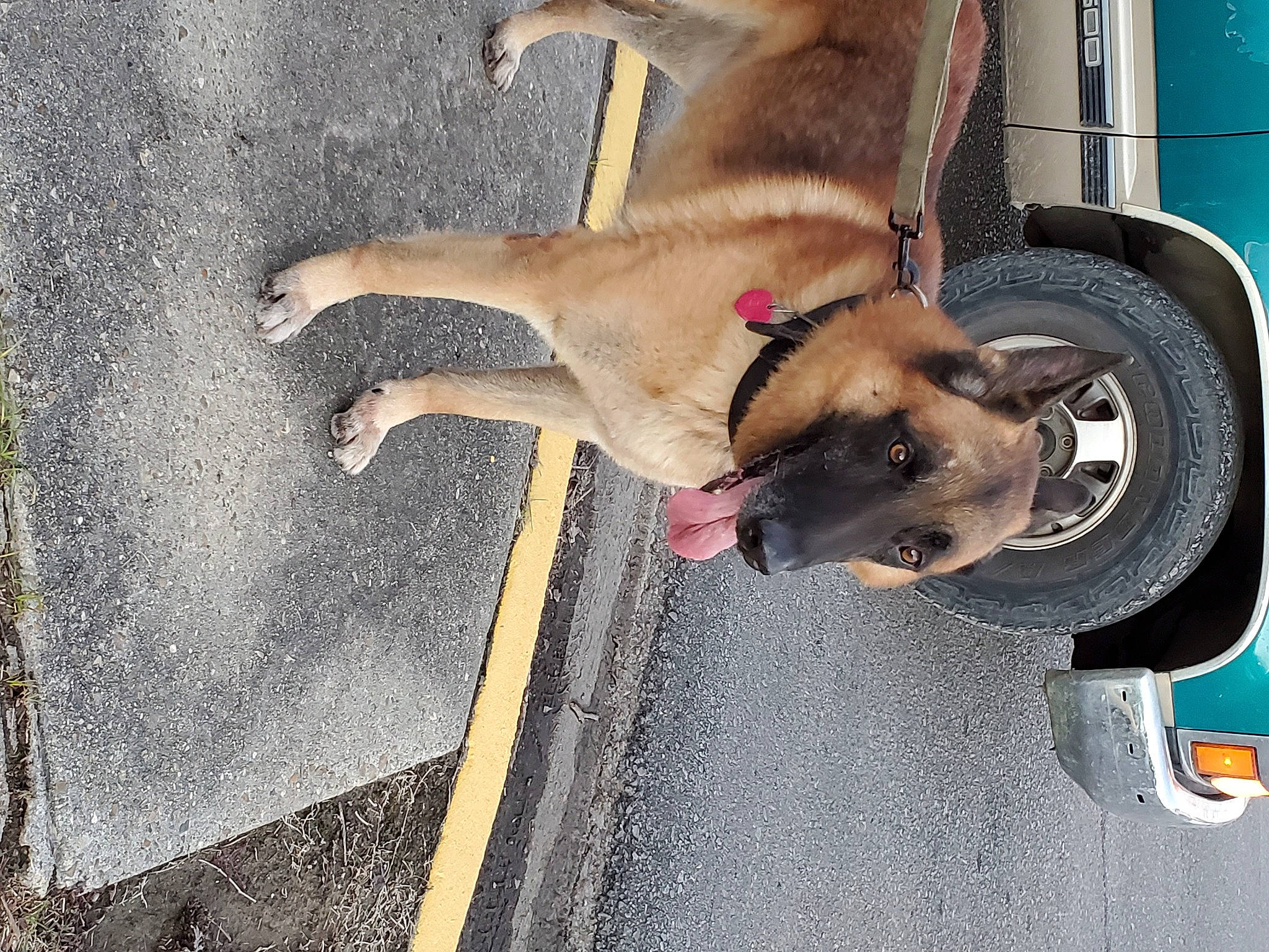 Beaux is registered to the contest to win money with this photo: asphalt, auto_part, automotive_tire, canidae, carnivore, collar, concrete, dog, dog_breed, fawn, fender, leash, mammal, pet_supply, rim, road_surface, snout, sporting_group, synthetic_rubber, tar