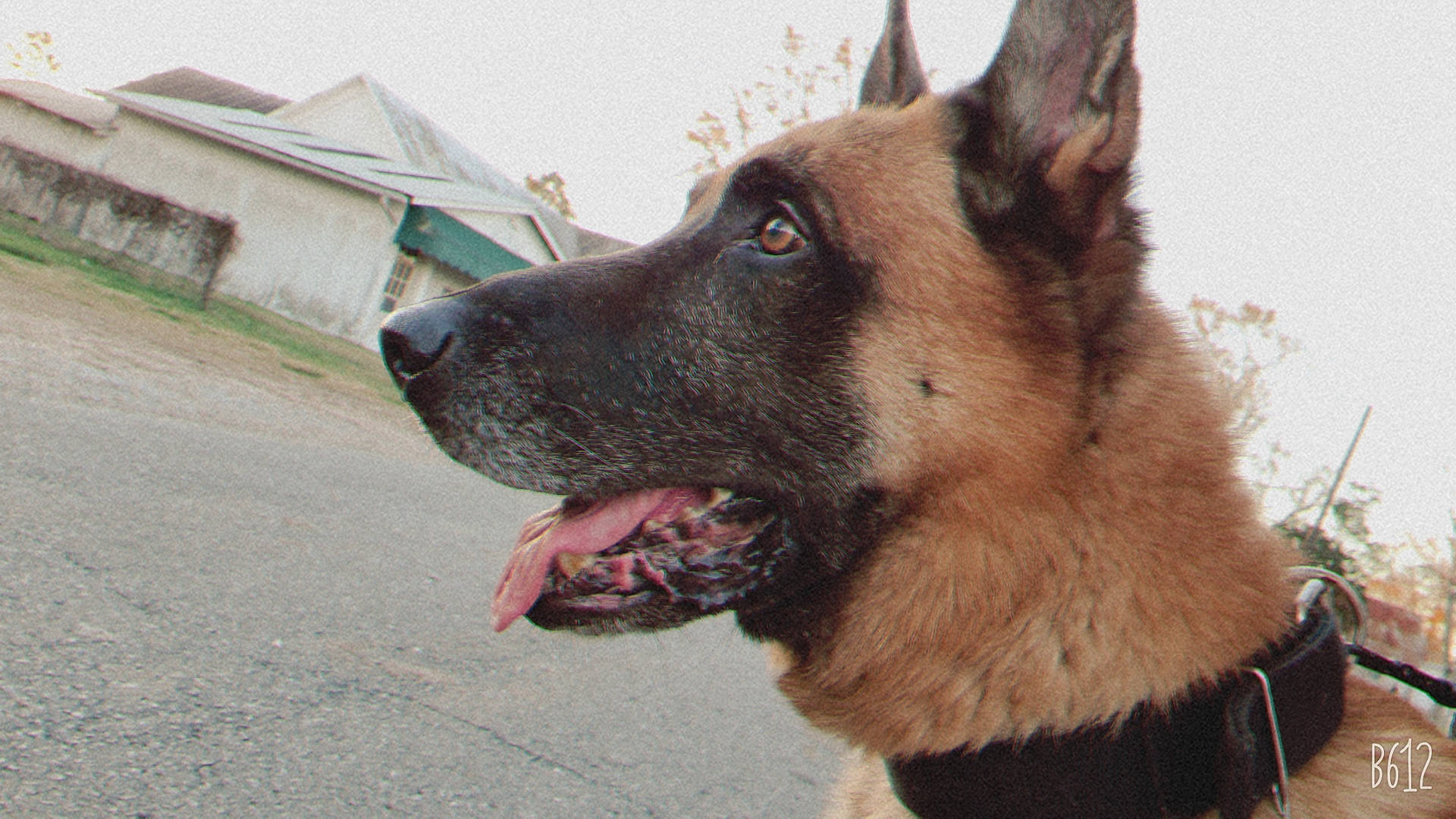 Beaux is registered to the contest to win money with this photo: canidae, carnivore, collar, dog, dog_breed, dog_collar, fawn, fur, german_shepherd_dog, guard_dog, herding_dog, jaw, king_shepherd, old_german_shepherd_dog, organ, police_dog, snout, sporting_group, tongue, working_animal