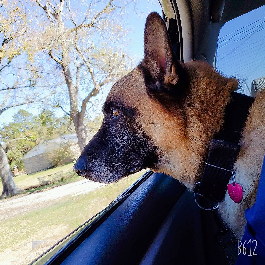 Beaux joined the competition — help win amazing prizes! automotive_window_part, canidae, carnivore, collar, dog, dog_breed, dog_collar, dog_supply, fawn, fur, german_shepherd_dog, herding_dog, king_shepherd, leash, old_german_shepherd_dog, police_dog, snout, sporting_group, vehicle_door, windshield