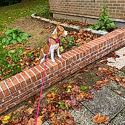 Xena a rejoint le concours — aidez-le/la à gagner de superbes lots ! accessories, animal, architecture, brick, building, canine, dog, herbal, herbs, leaf, leash, path, pet, plant, pottedplant, puppy, slate, soil, strap, walkway